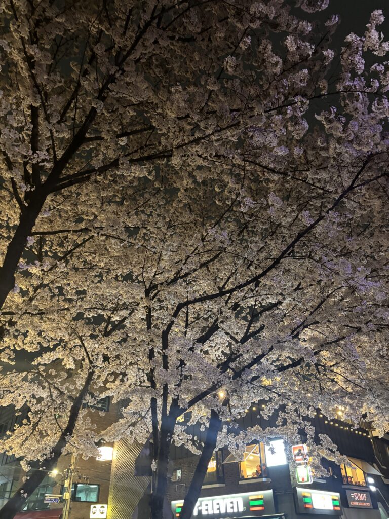 벚꽃 - 경의선숲길