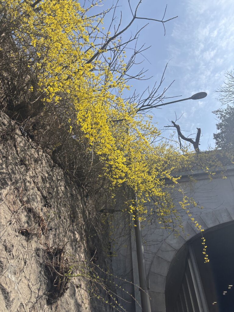 개나리
