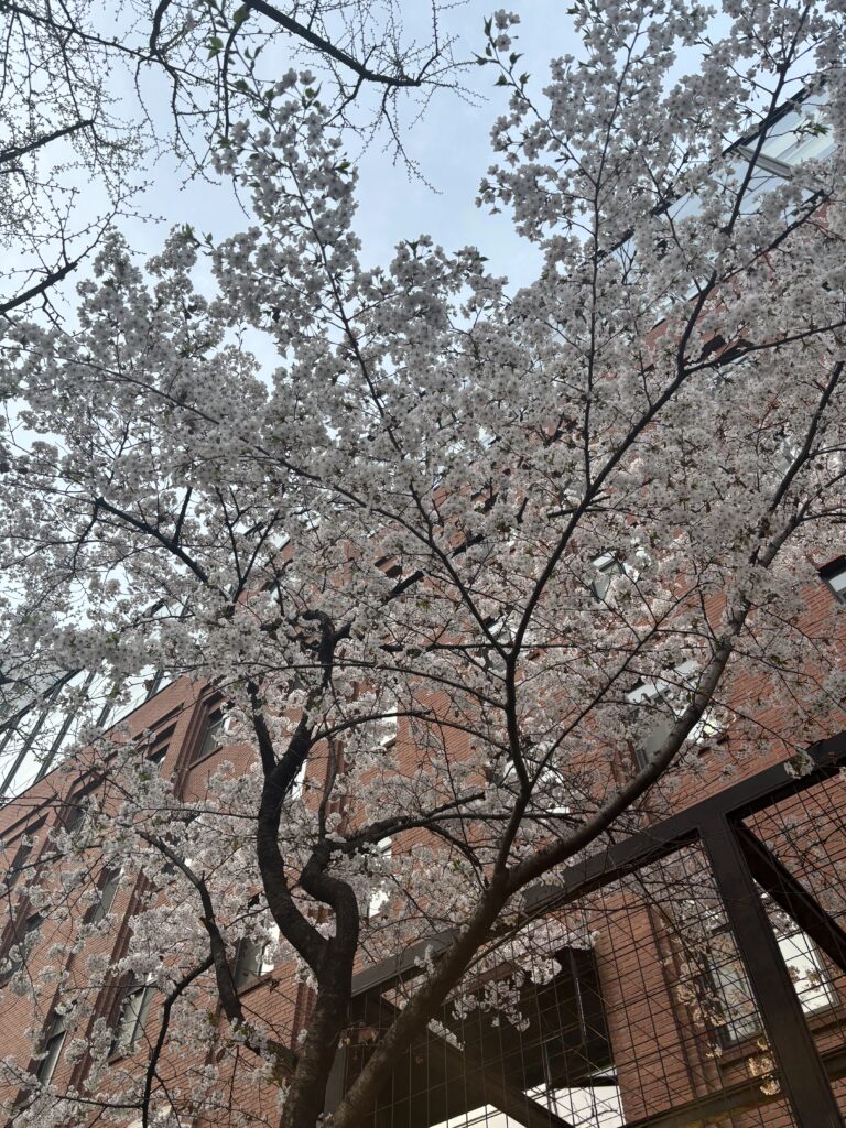 벚꽃 - 정동길
