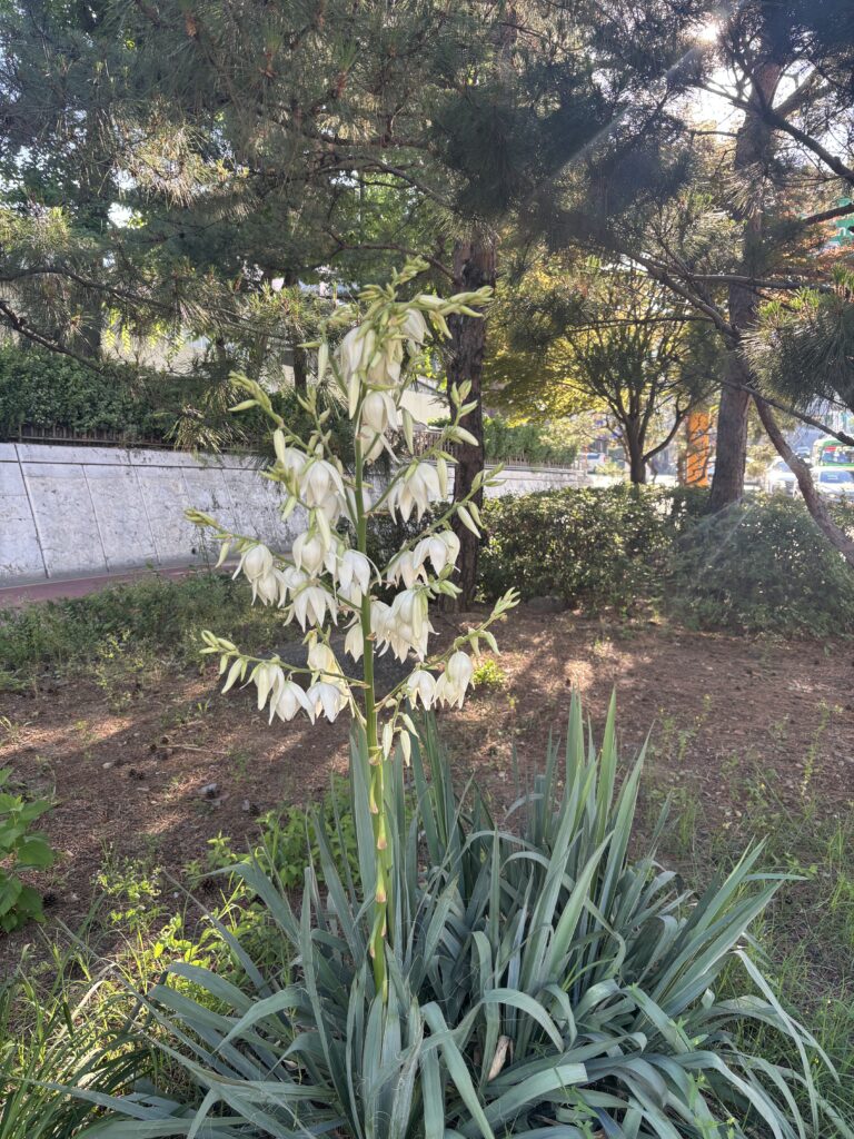 예쁜 꽃