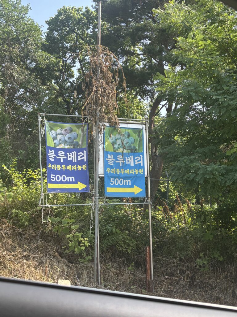 우리블루베리농원