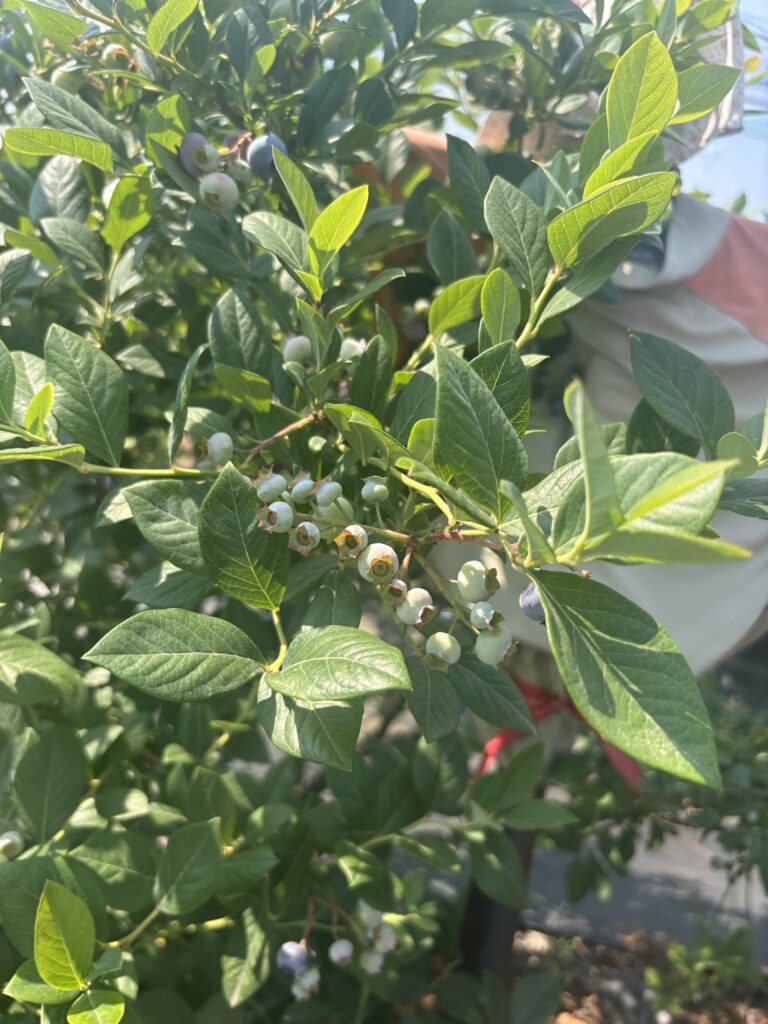 블루베리농원 체험