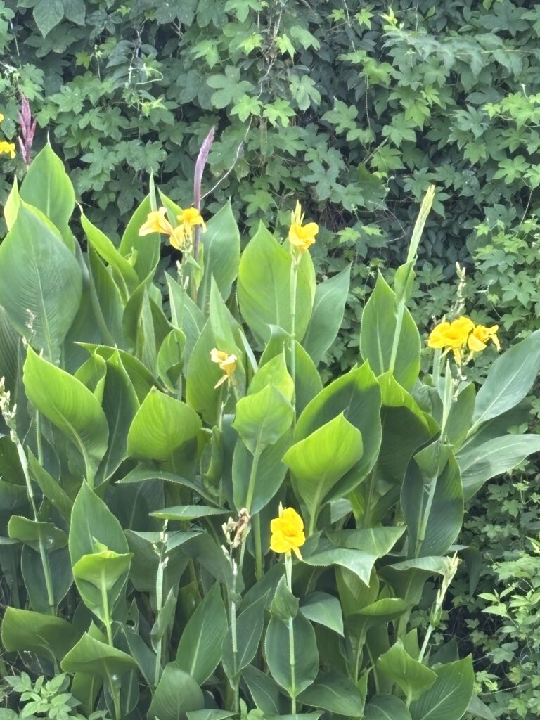 꽃3
